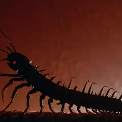 Dlaczego całym film Ludzka stonoga szokuje widzów na świecie?