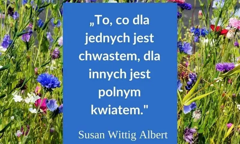 Najbardziej inspirujące cytaty i aforyzmy na miłego dnia, które poprawią humor