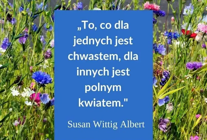 Najbardziej inspirujące cytaty i aforyzmy na miłego dnia, które poprawią humor